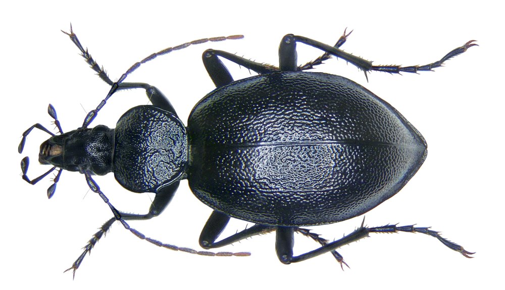 Cychrus caraboides жужелица-улиткоед