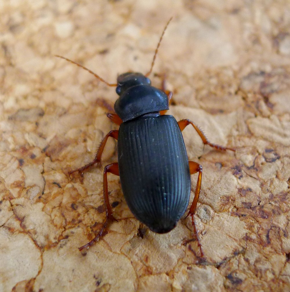 Жужелица Harpalus rufipes