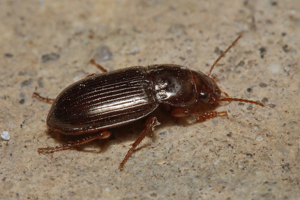 Amara (Bradytus) ?apricaria Paykull, 1790