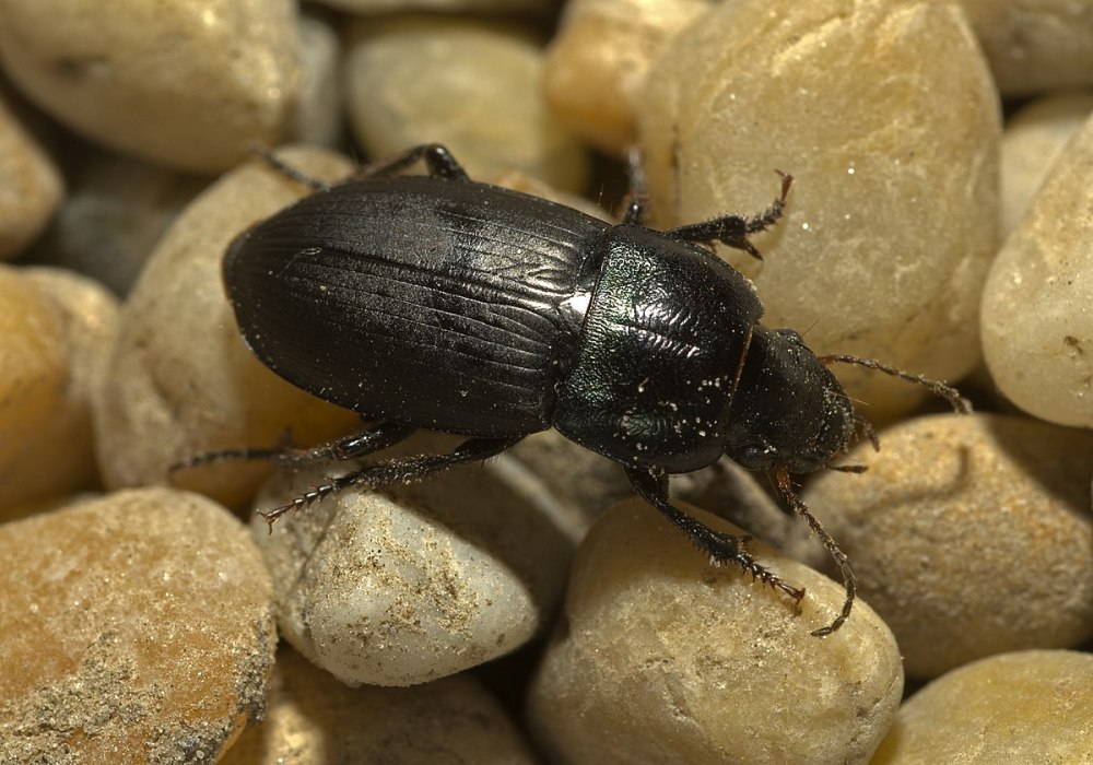 Harpalus dimidiatus
