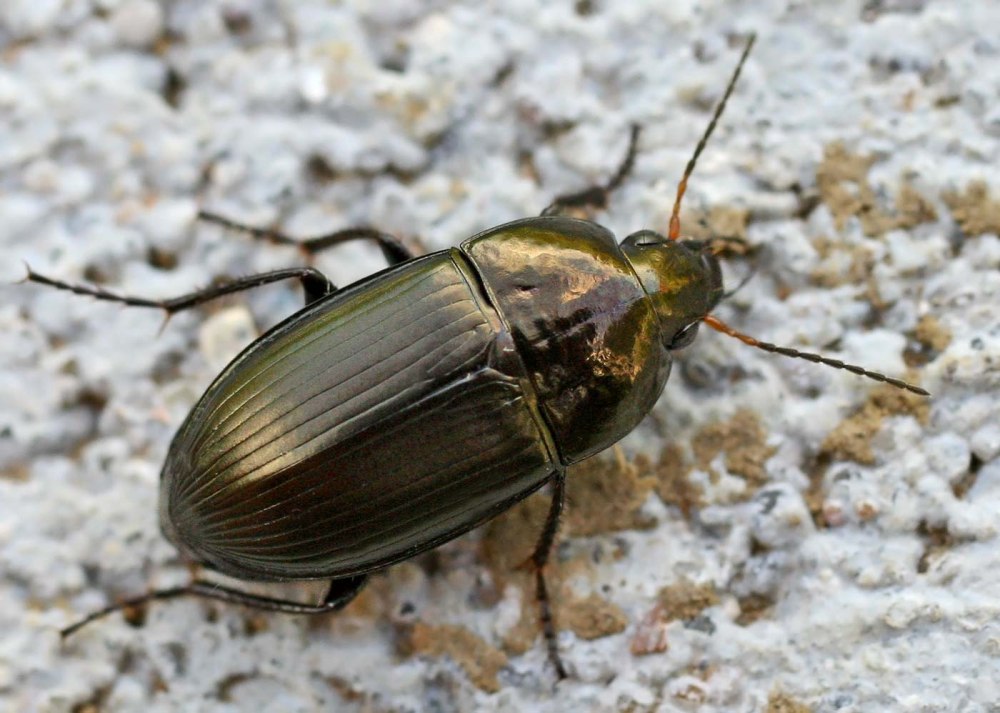 Amara eurynota