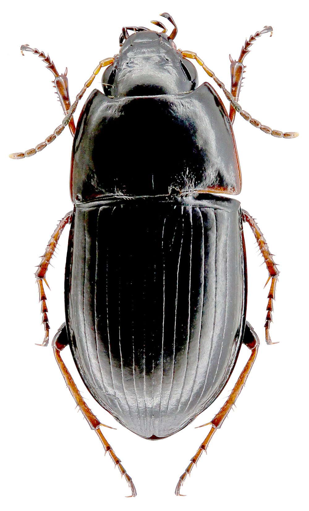 Amara communis