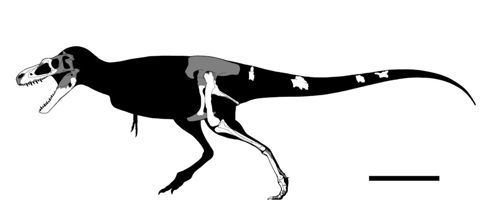 Dryptosaurus aquilunguis