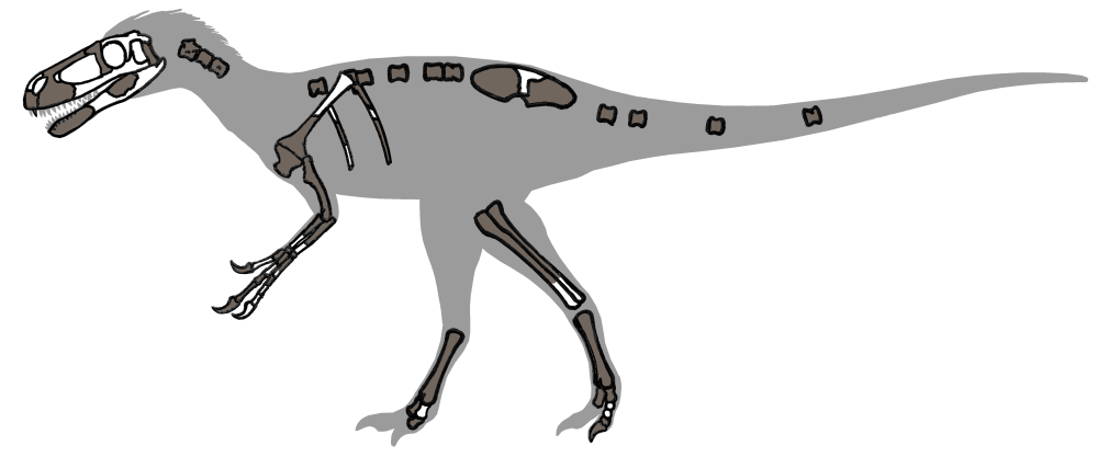 Eotyrannus Skeleton