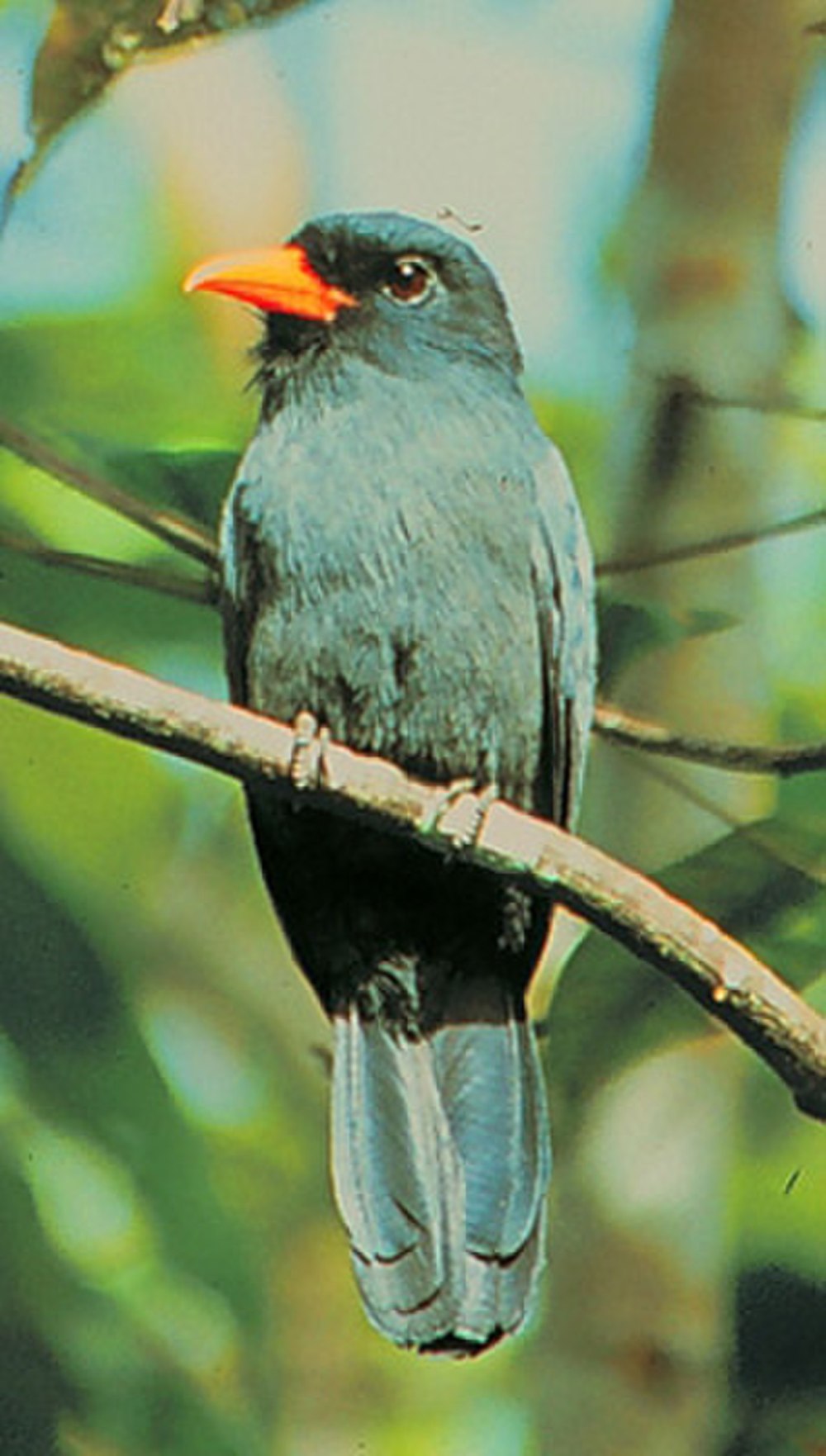 Фото птицы Monasa atra