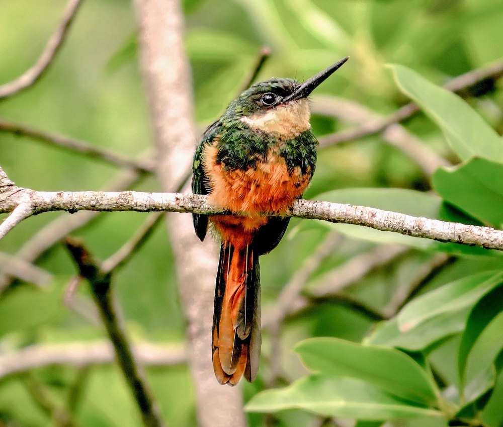 Galba ruficauda
