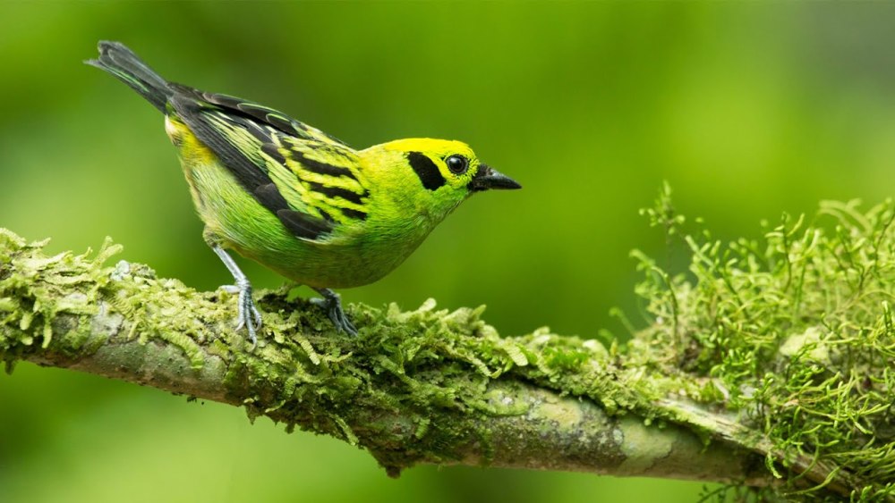 Emerald Tanager