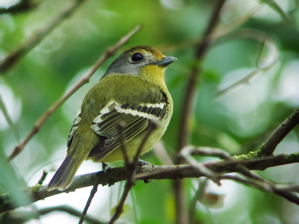 Piprites pileata