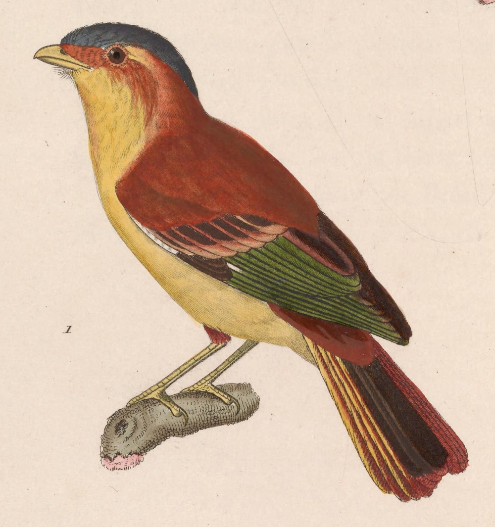 Piprites pileata