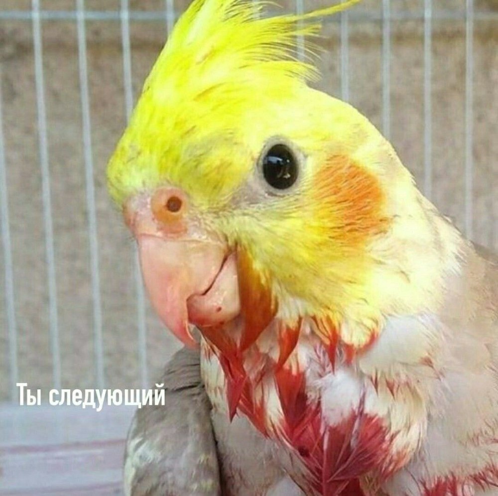 Мем попугай жрешь