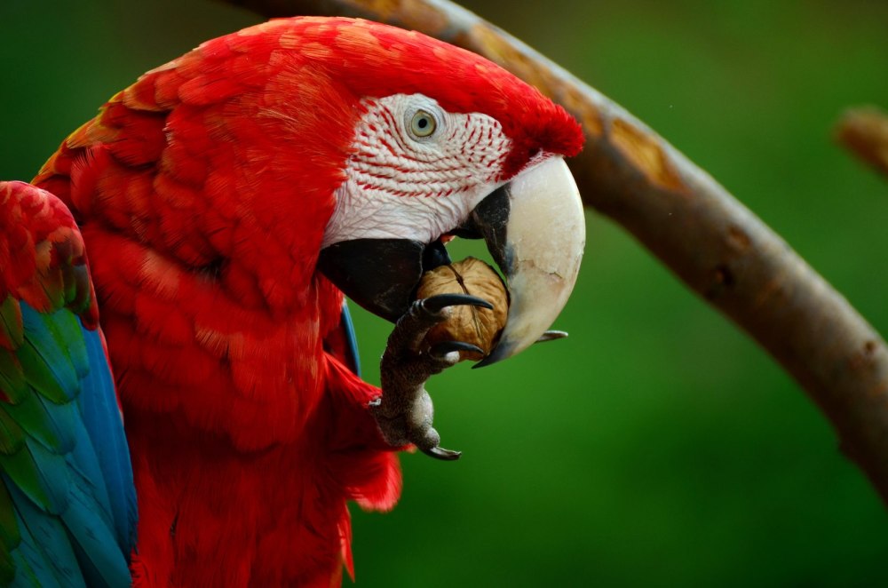 Попугай Macaw