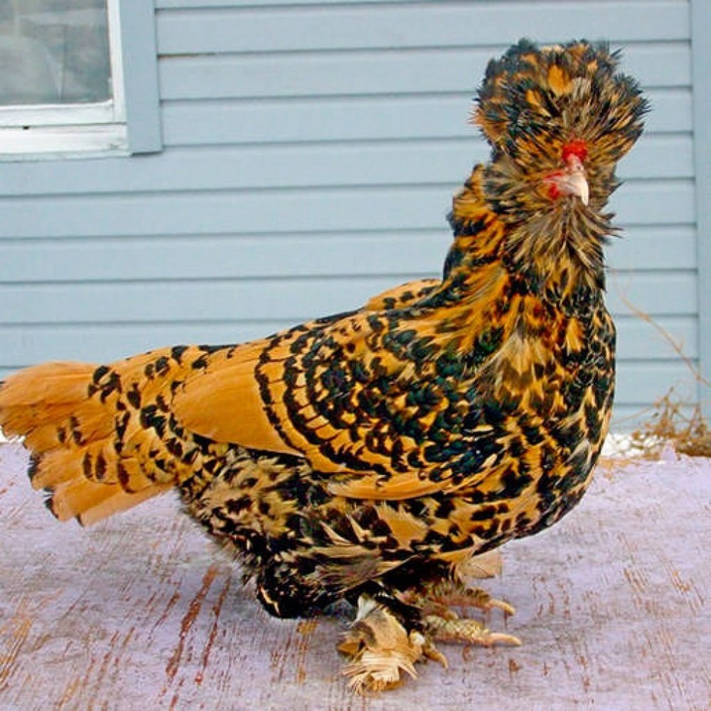 Хохлатая Курочка падуан