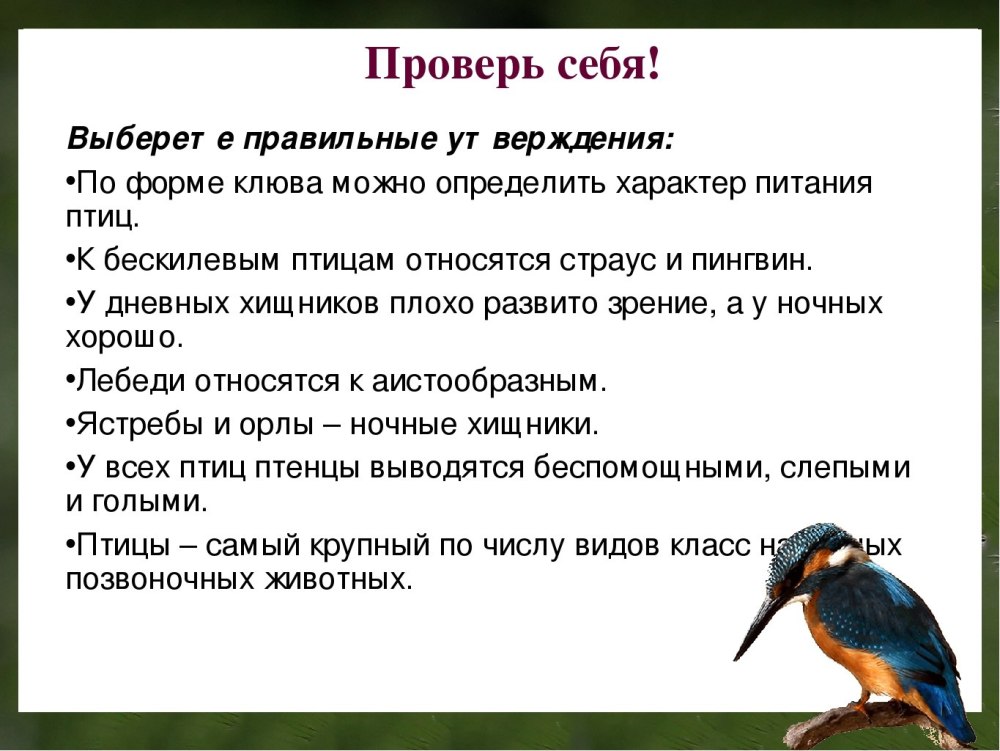 Класс птицы многообразие. Общая характеристика птиц. Особенности класса птиц. Птицы 7 класс.