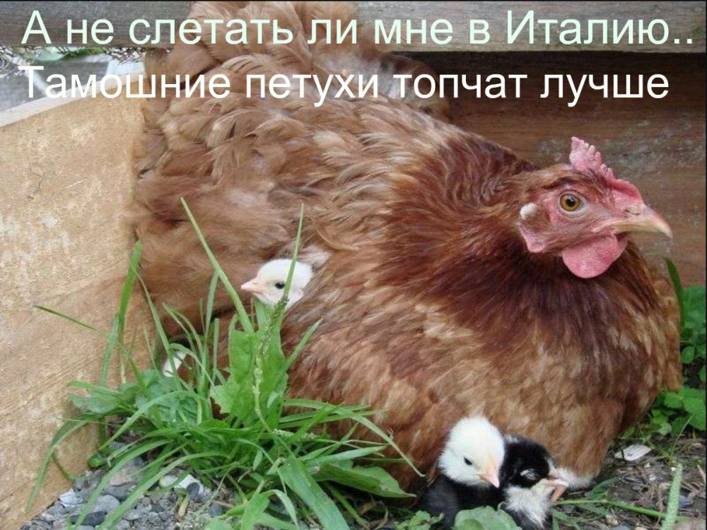 Наседка курица высиживает яйца