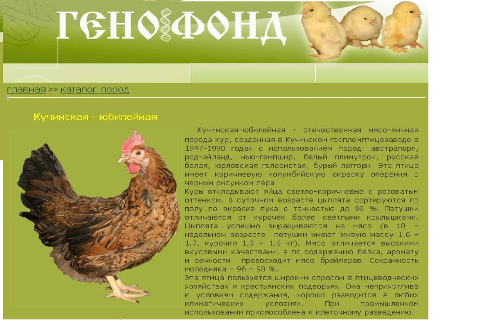 Кучинская Юбилейная вес кур