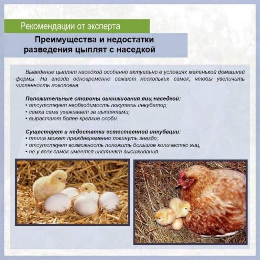 Выведение цыплят под наседкой