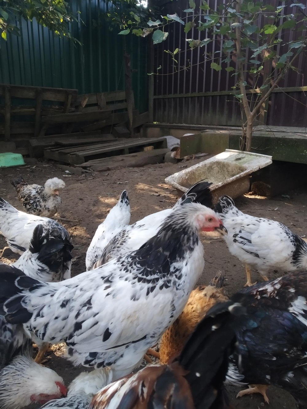 Посадские куры