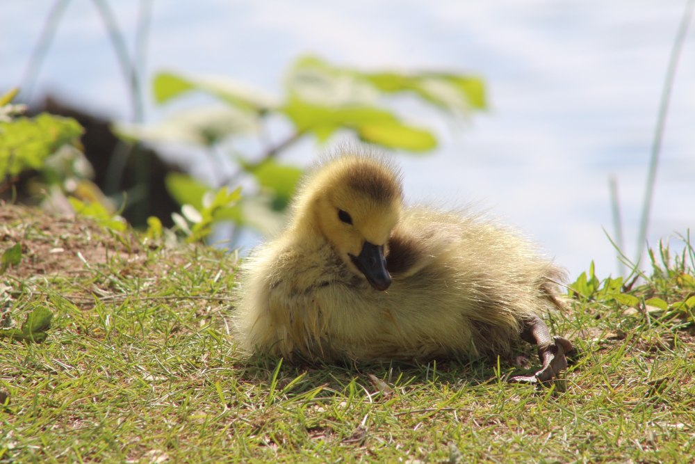 Baby Goose