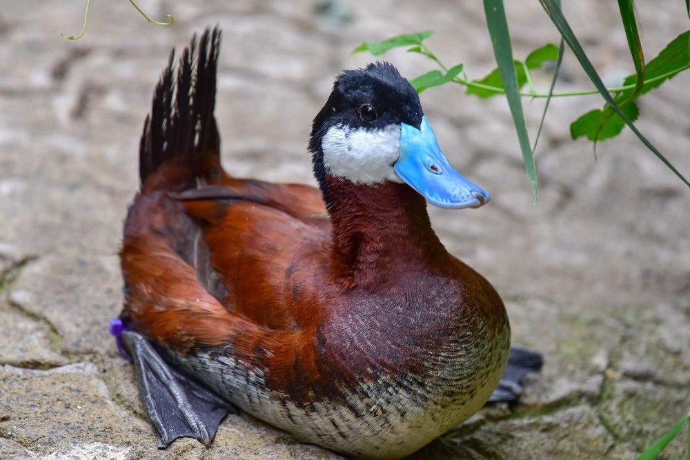 Американская Савка Oxyura jamaicensis