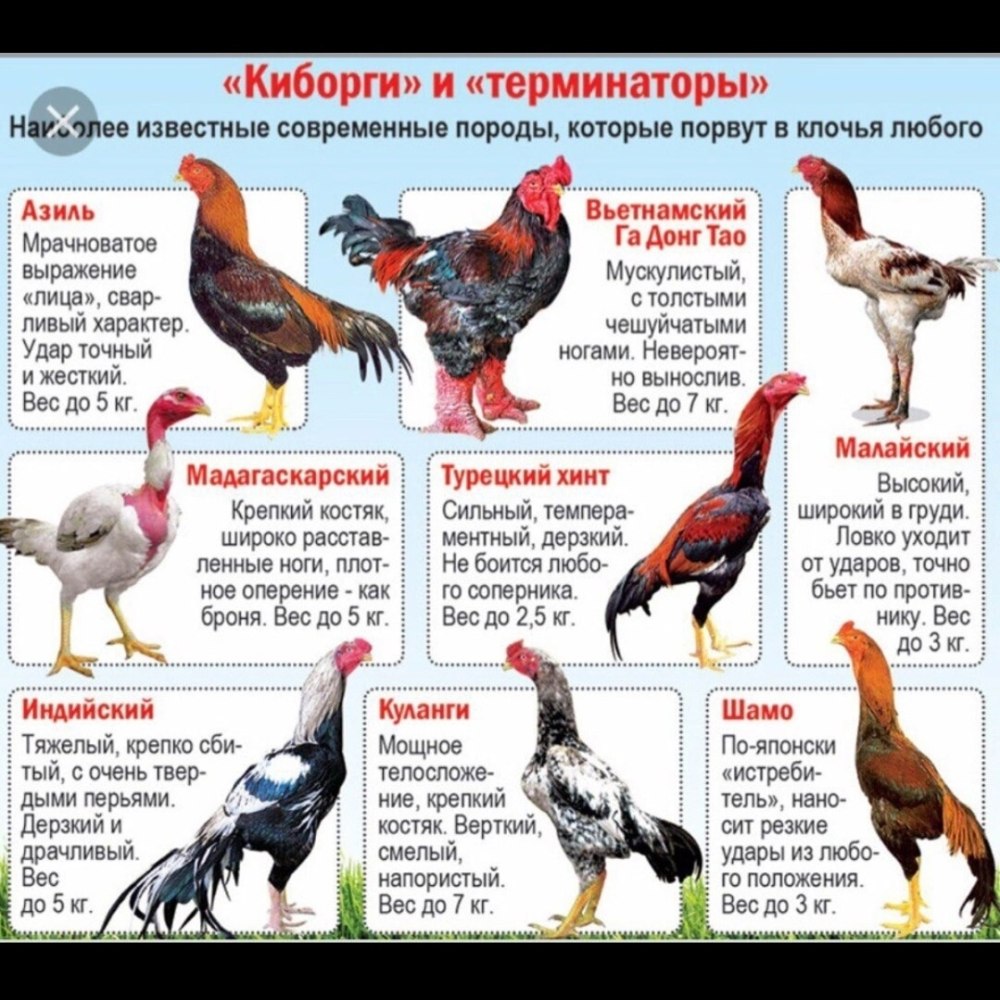 Описание куры бойцовых пород
