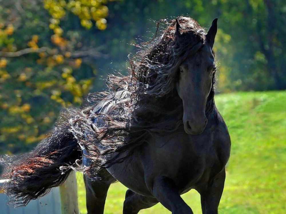Порода лошадей фризская