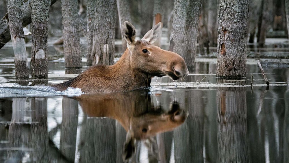 Дикая природа России National Geographic