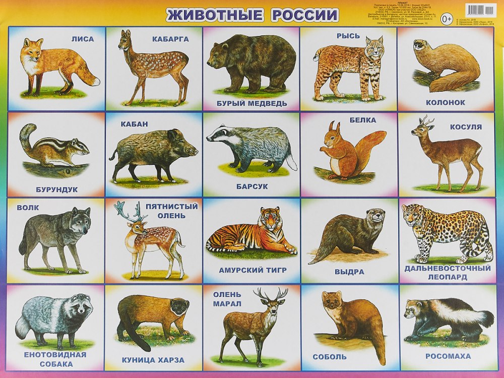 Плакат. Животные
