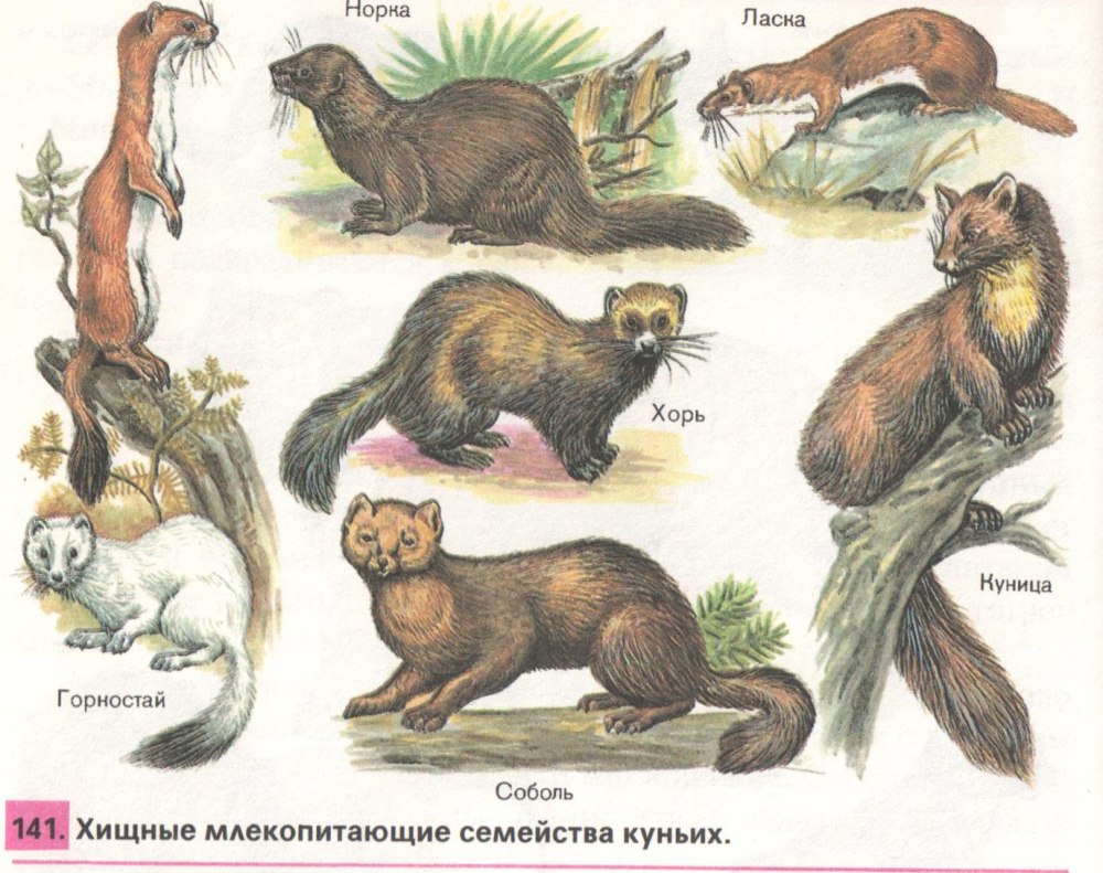 Соболь норка куница