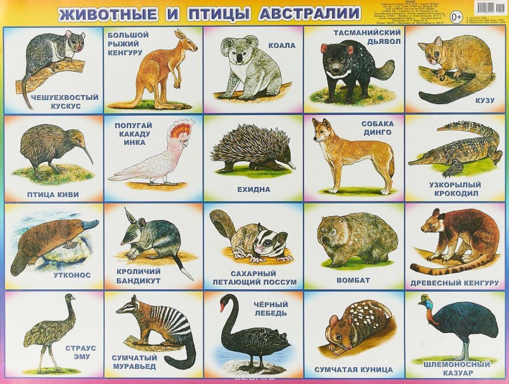 Животные Австралии для детей