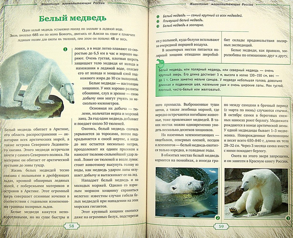 Млекопитающие из России
