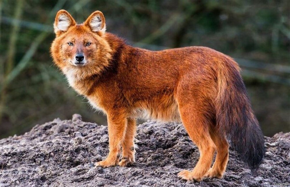 Моголлонский горный волк