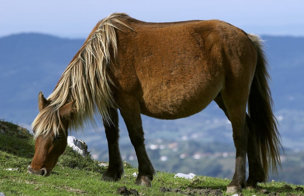 Iberia Horse