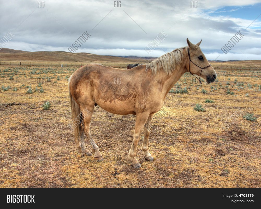 Австралийская пастушья лошадь фото
