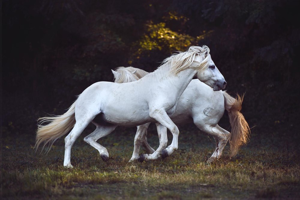 White Horse in Australia