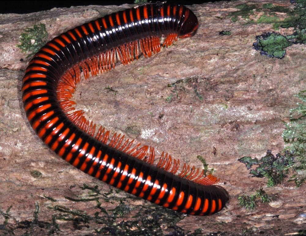 Многоножка Millipede