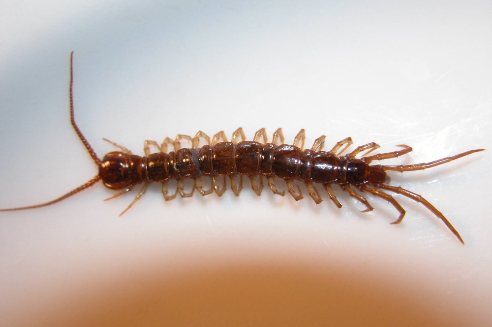 Костянка Lithobius forficatus