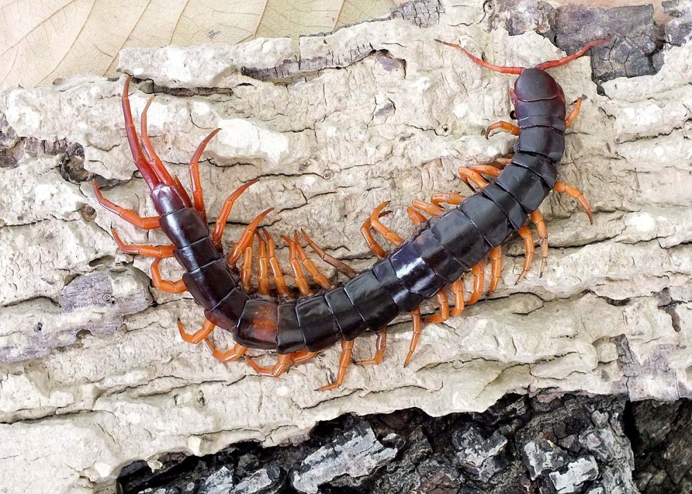 Сколопендра subspinipes