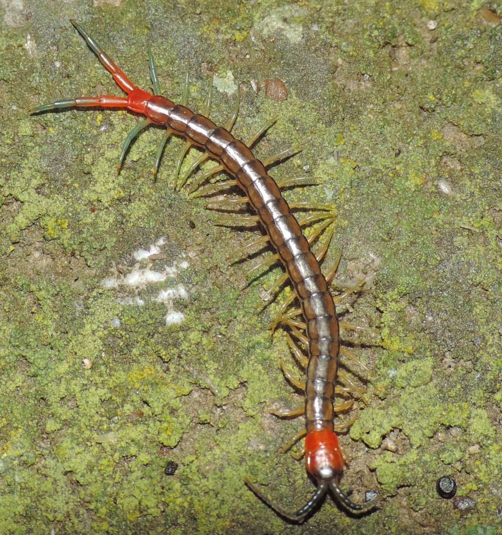 Scolopendra cingulata