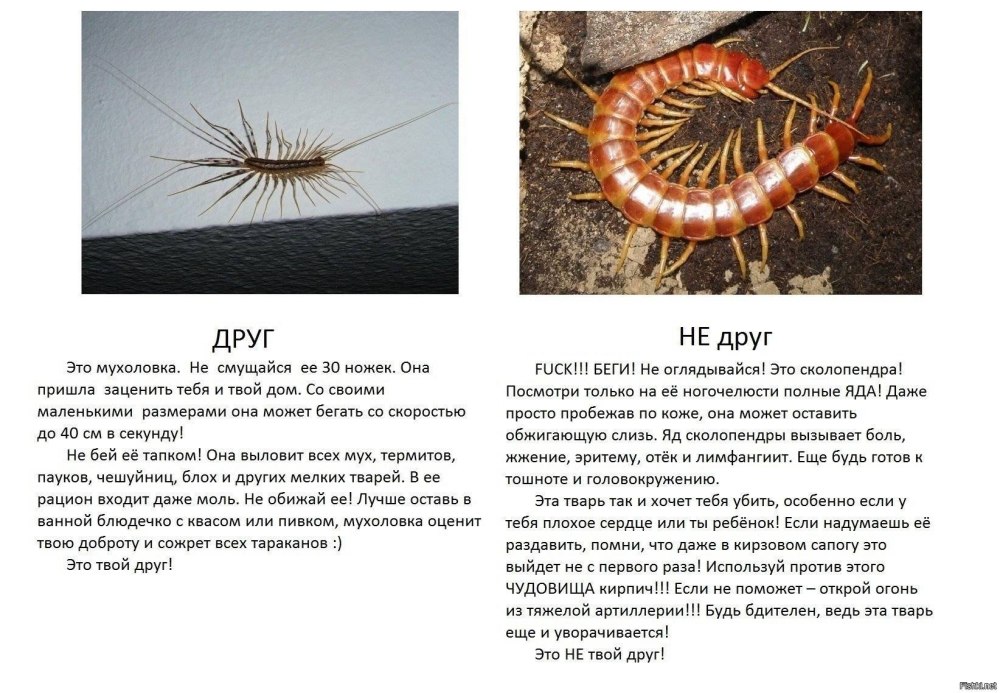 Отличие сколопендры от сороконожки