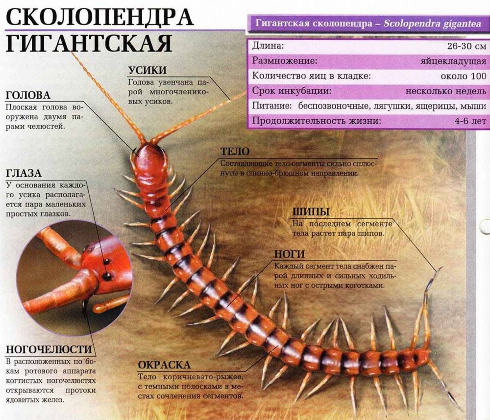 Сколопендра, сороконожка и многоножка