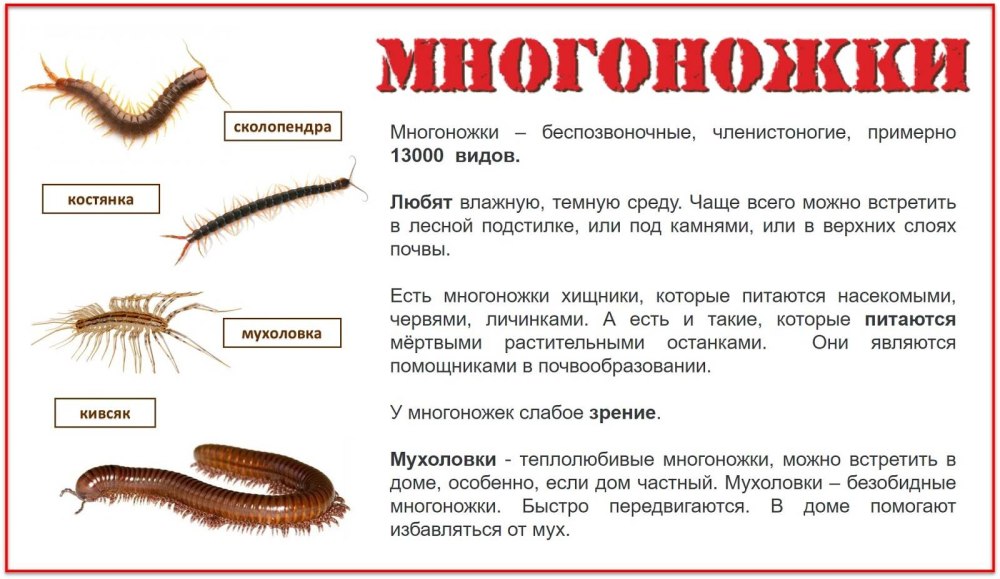К какому классу относится сколопендра