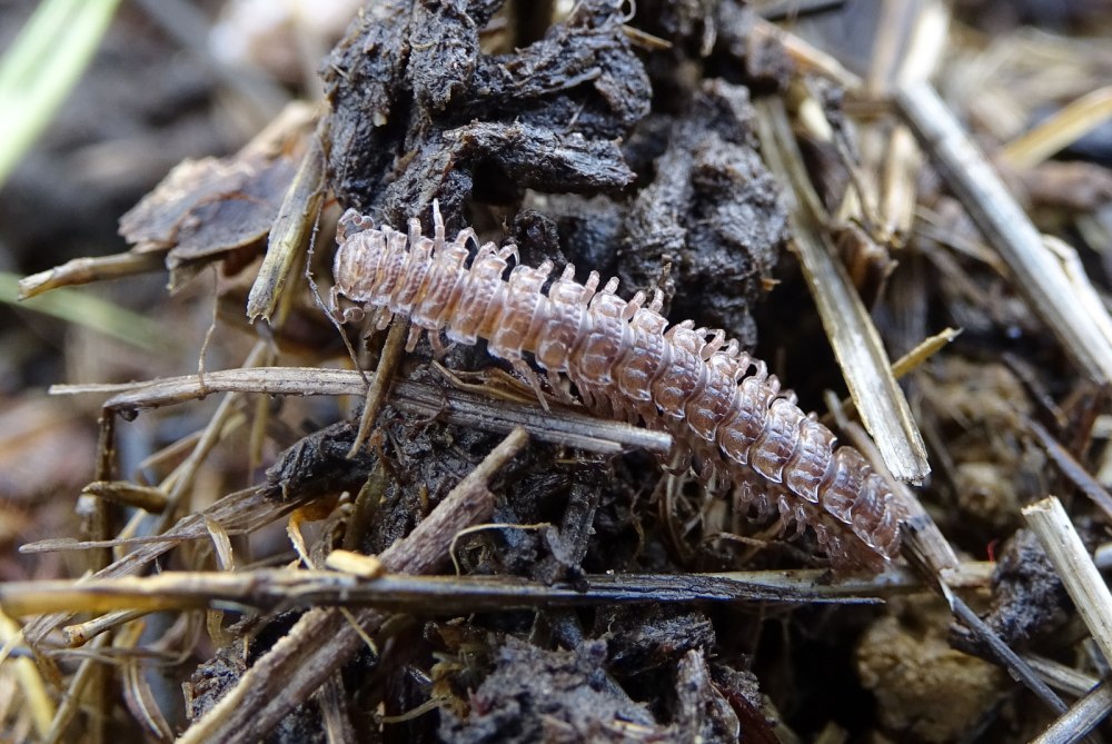 Многоножка Многосвяз Polydesmus complanatus