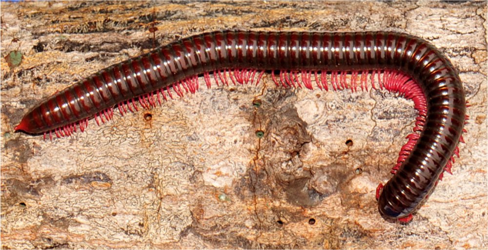 Thyropygus ligulus