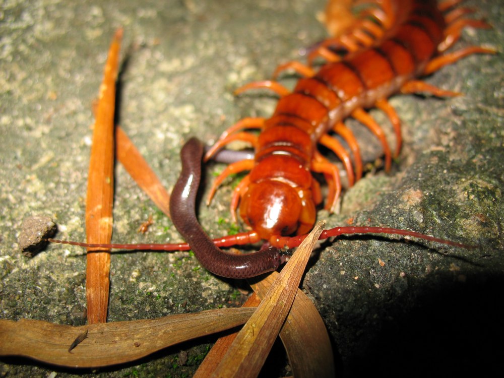 Chilopoda