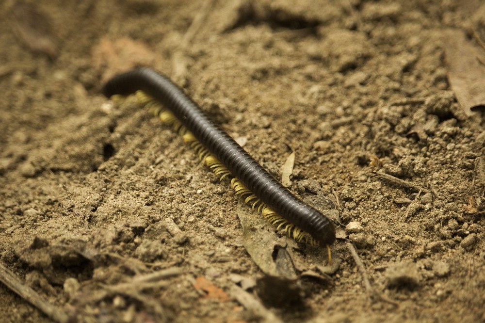 Многоножка Millipede