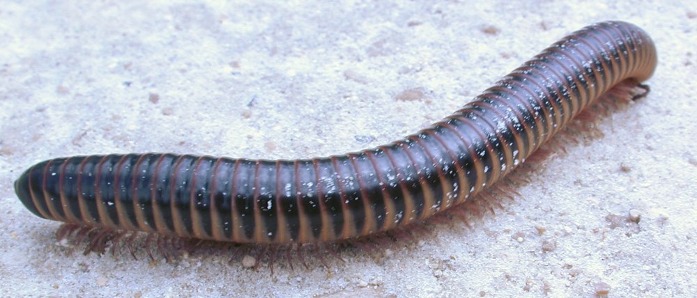 Spirobolus Bungii