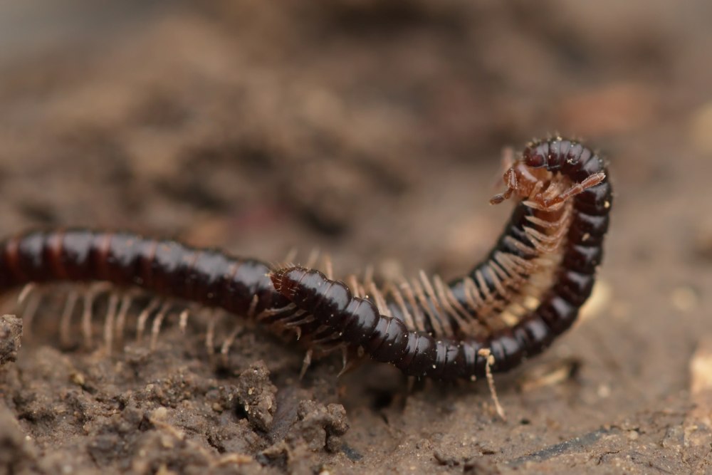 Oxidus gracilis Тепличная многоножка