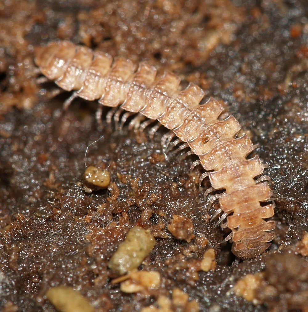 Ankistrodesmus angustus