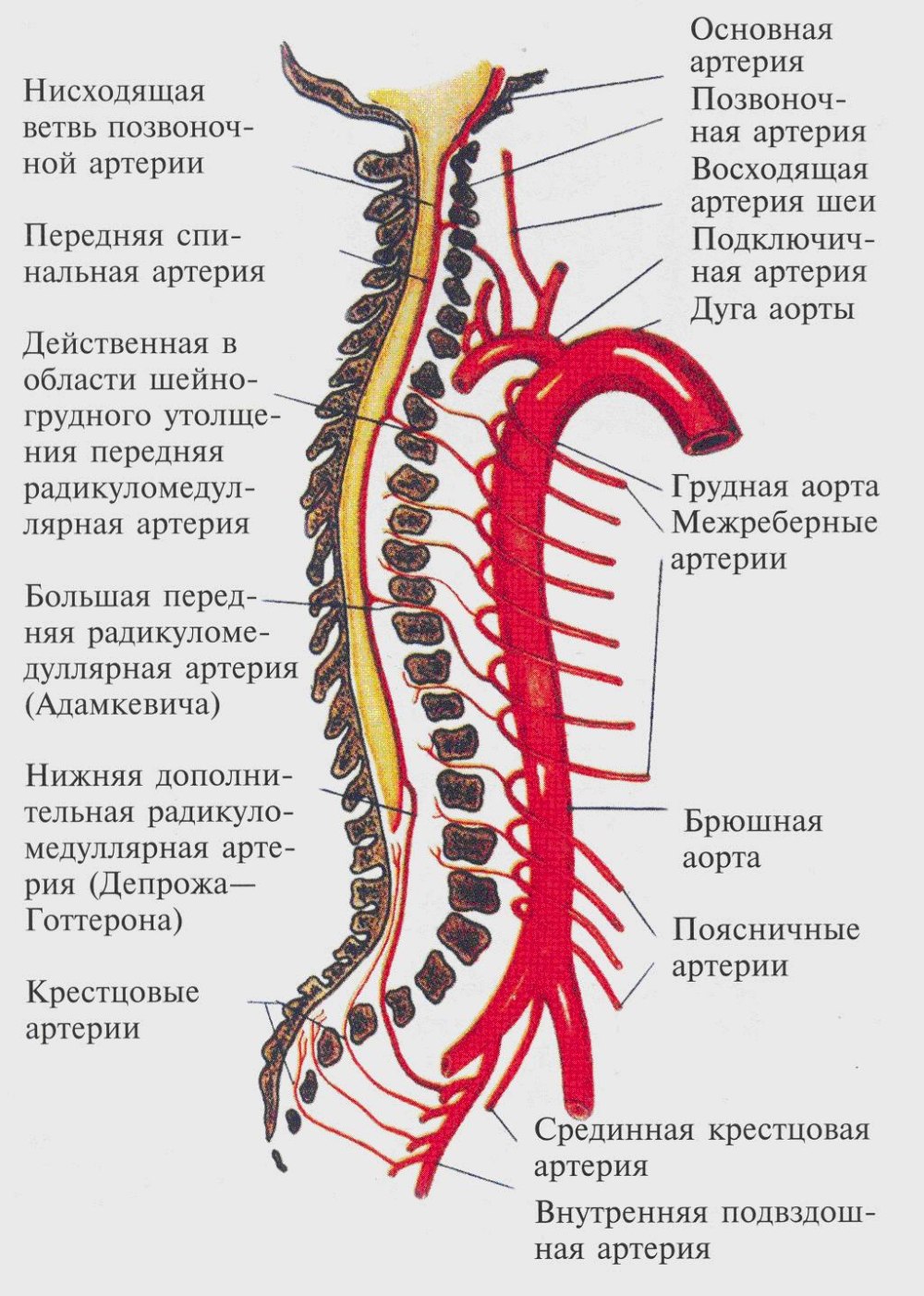 Кровоснабжение спинного мозга схема