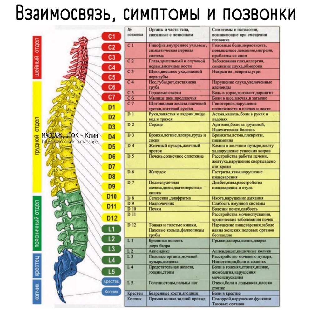 Позвонки человека анатомия по отделам позвоночника